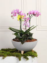 Arreglo de Orquideas Super Premium (Solo en Medellín)